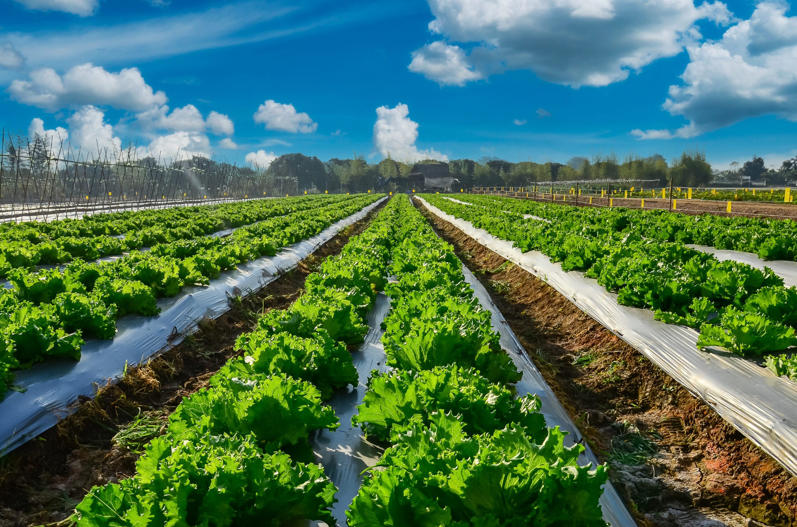 Techniques d’irrigation